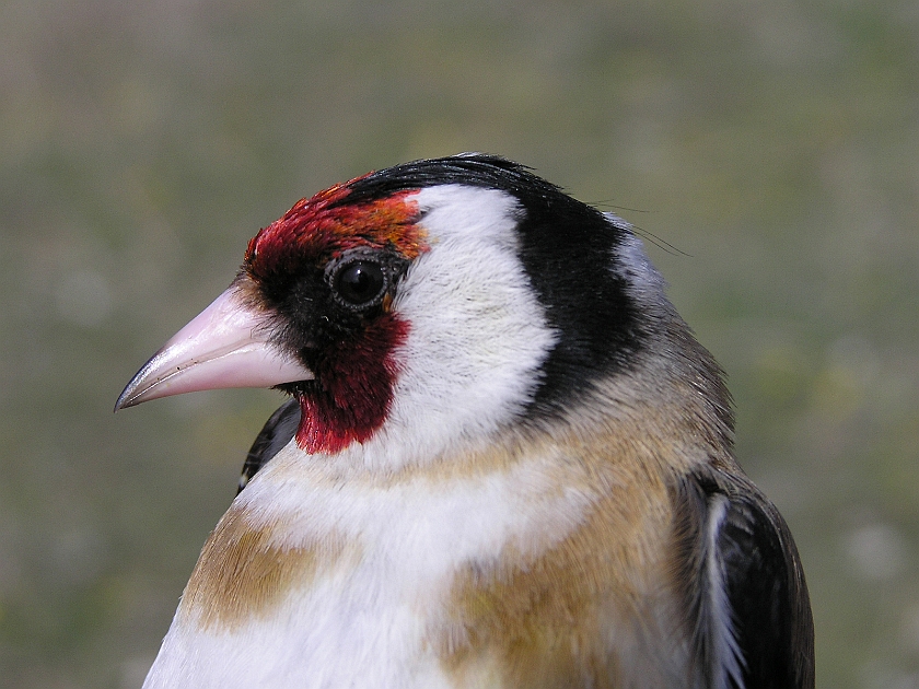 European Goldfinch, Sundre 20050510